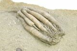 Fossil Crinoid (Scytalocrinus) - Crawfordsville, Indiana #263084-2